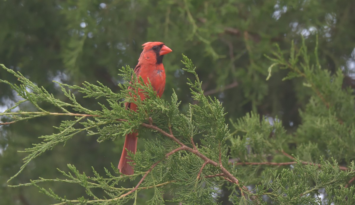 Northern Cardinal - ML470839701