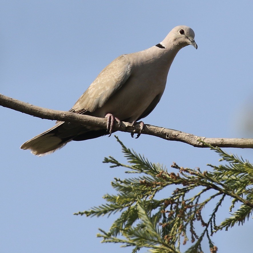 Eurasian Collared-Dove - ML470840041