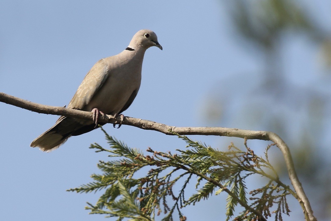 Eurasian Collared-Dove - ML470840061
