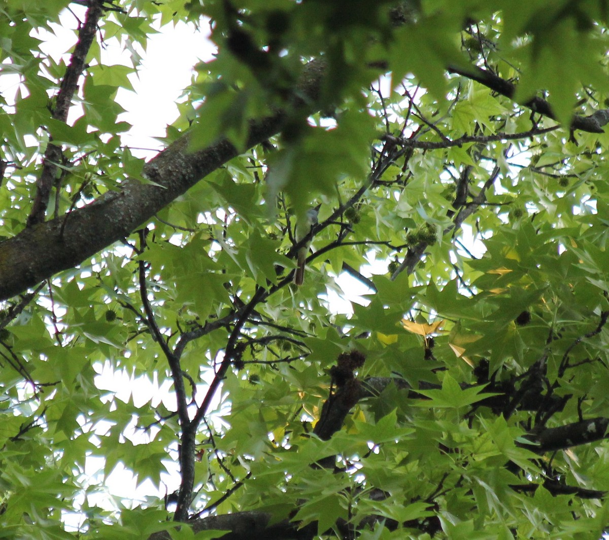 Great Crested Flycatcher - ML470840181