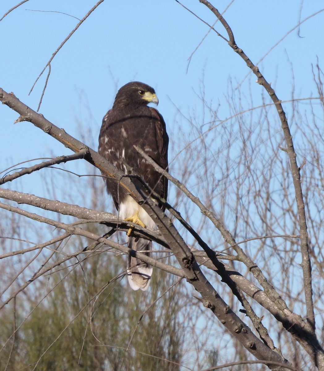 Harris's Hawk - Yve Morrell