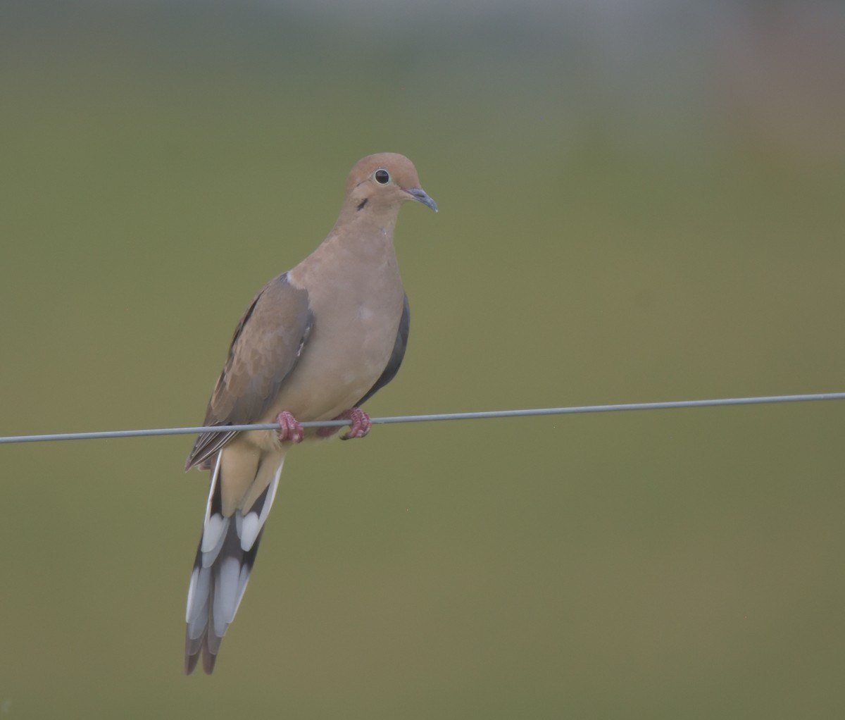 Mourning Dove - ML470841881