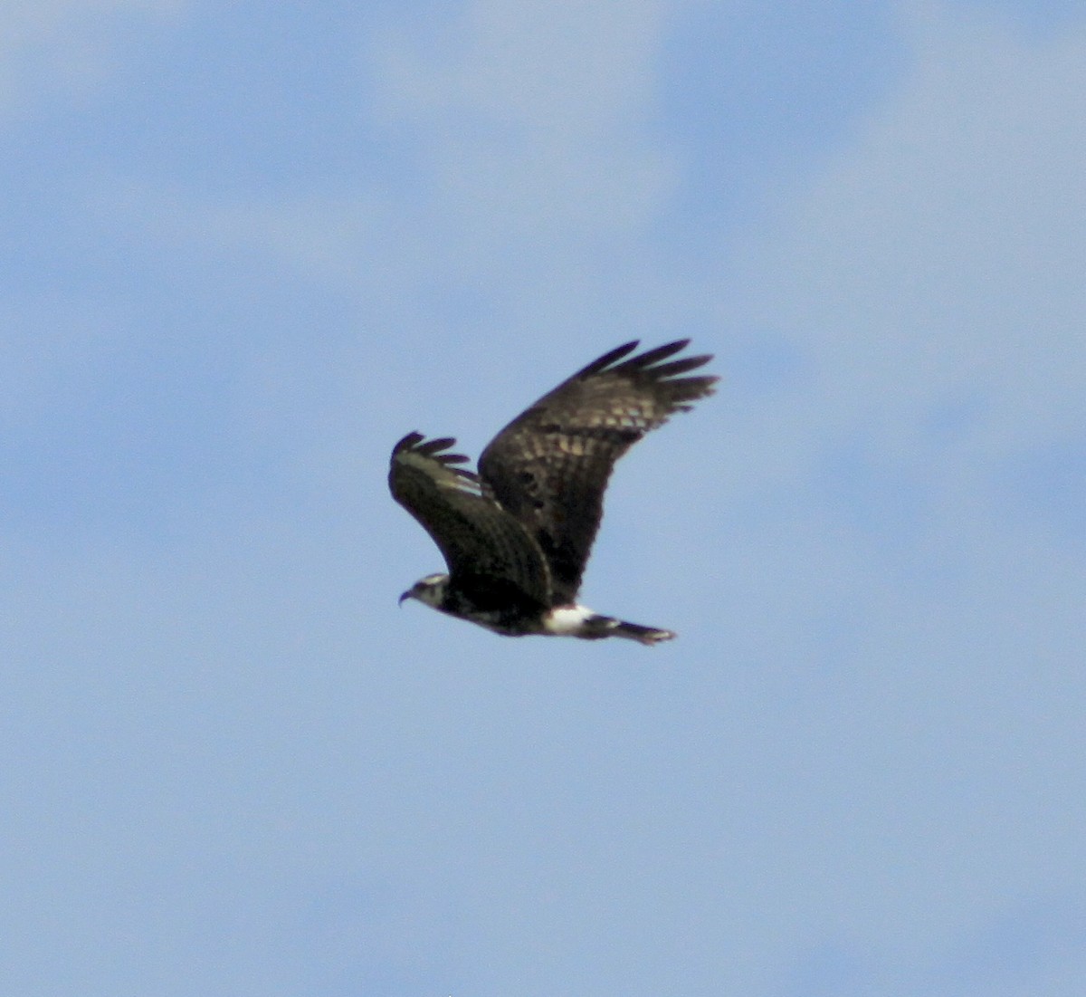 Snail Kite - Randy Pinkston