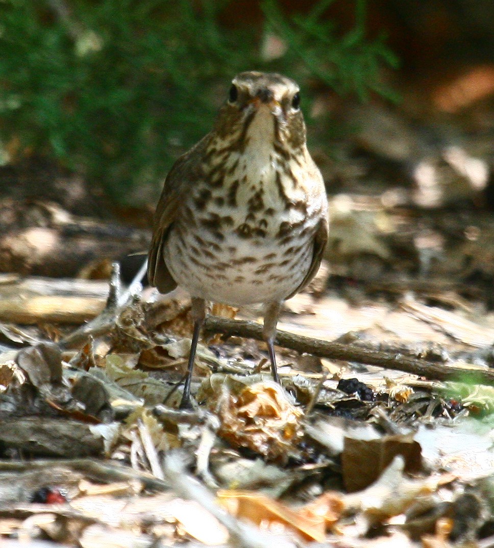 Swainson's Thrush - ML470842711