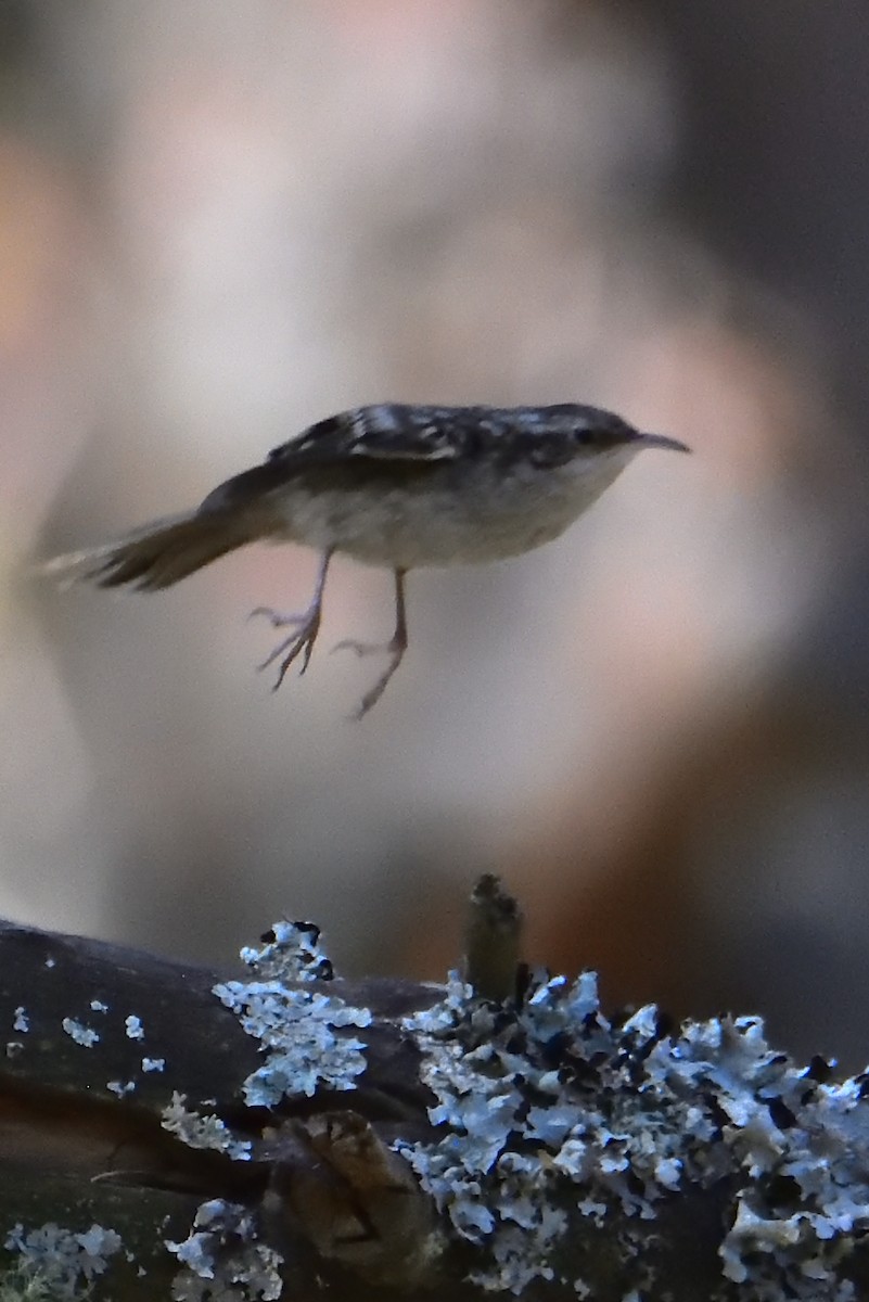 Short-toed Treecreeper - Mu Sano