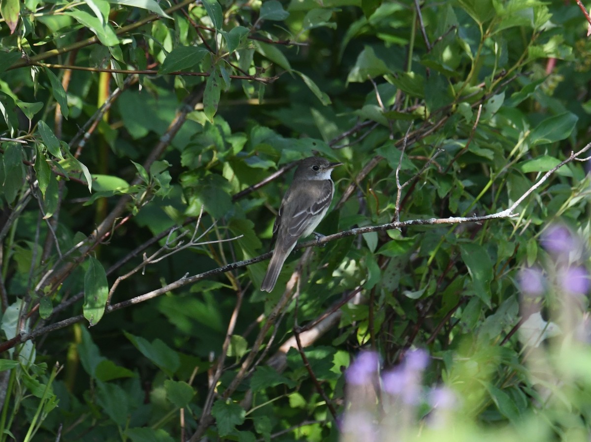 Willow Flycatcher - ML470844751