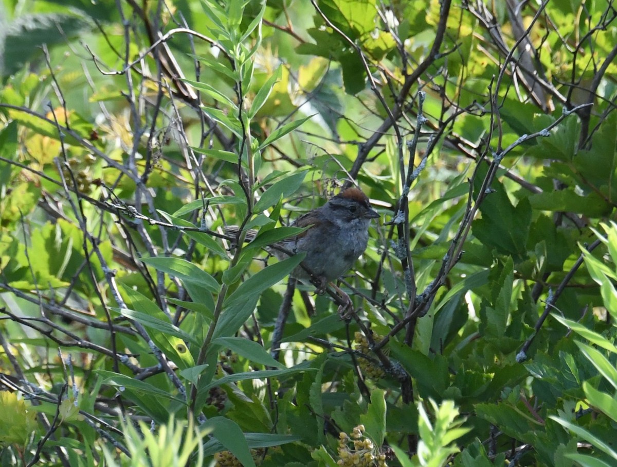 Swamp Sparrow - Austin Rice