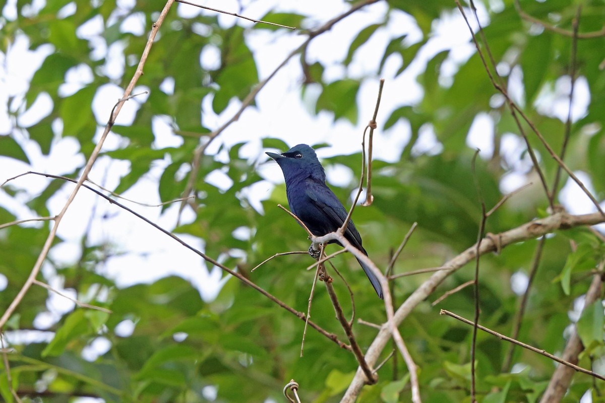 Biak Flycatcher - Nigel Voaden