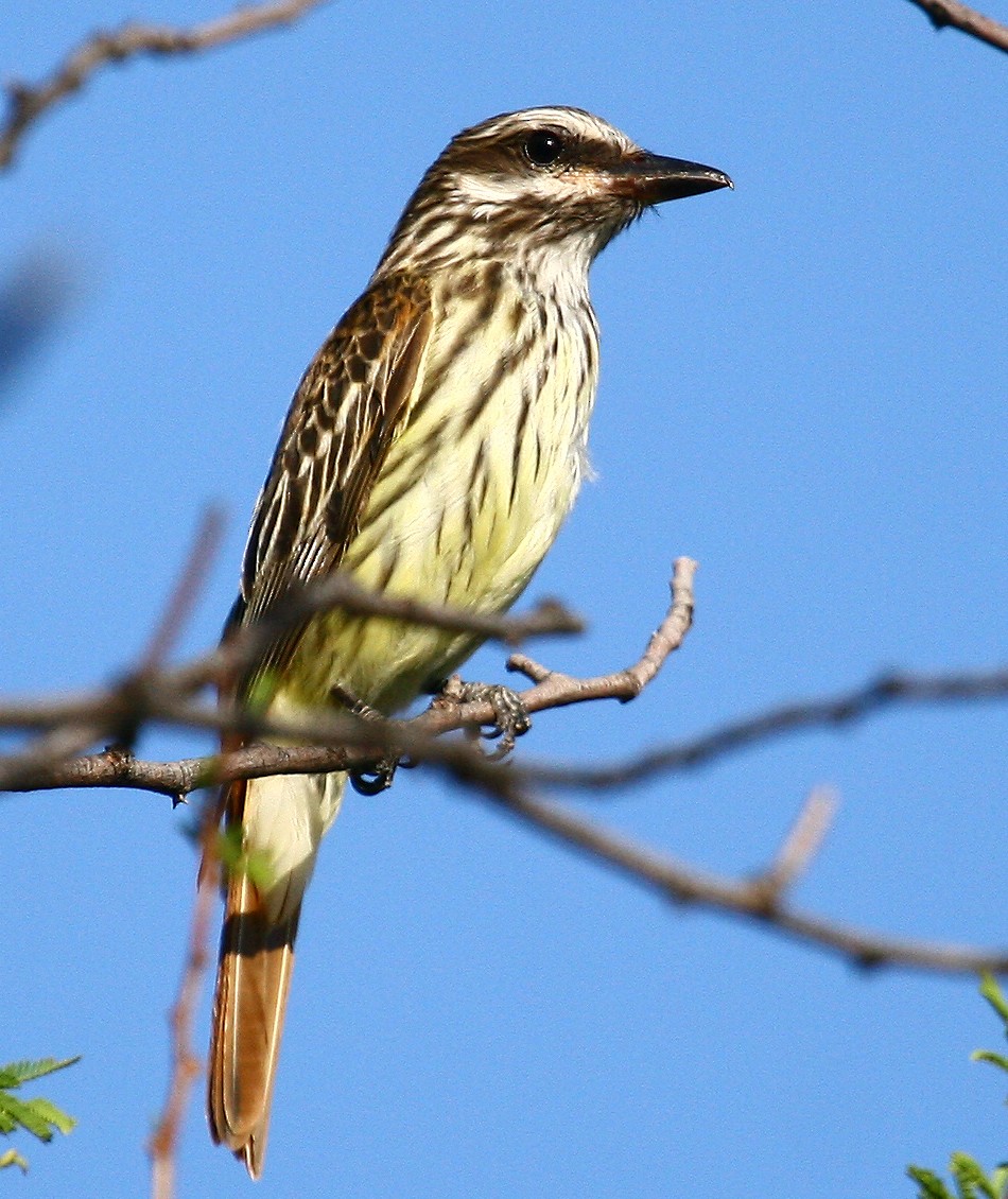 Sulphur-bellied Flycatcher - ML470846411