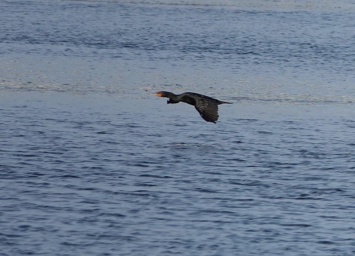 Double-crested Cormorant - ML470847241