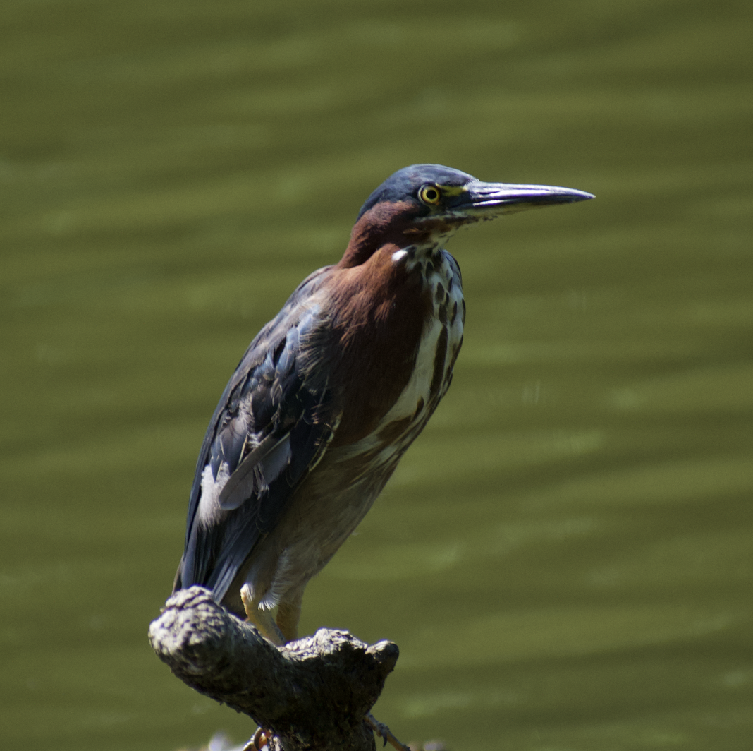 Green Heron - ML470847961