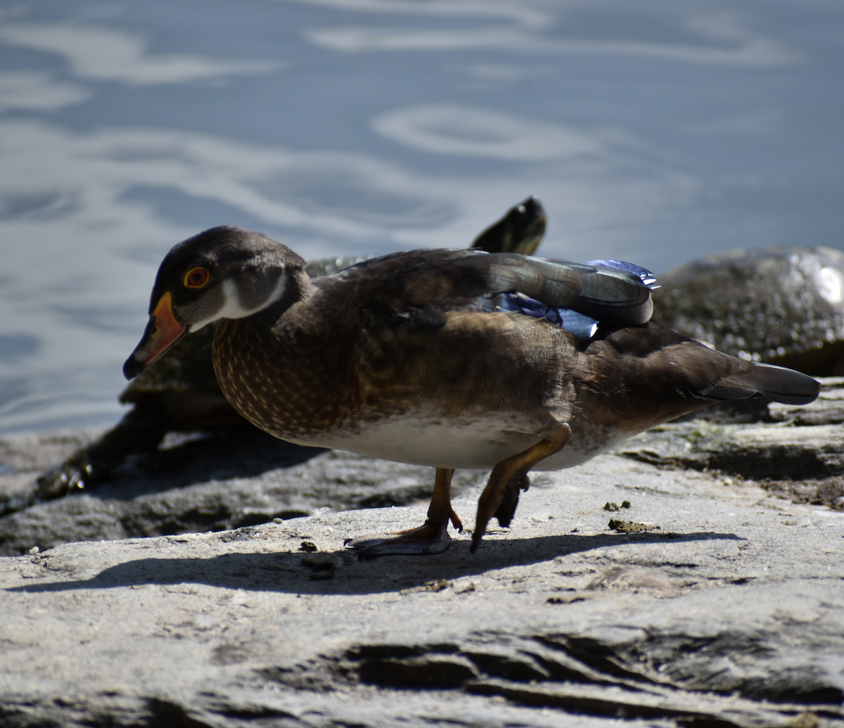 Wood Duck - ML470848021