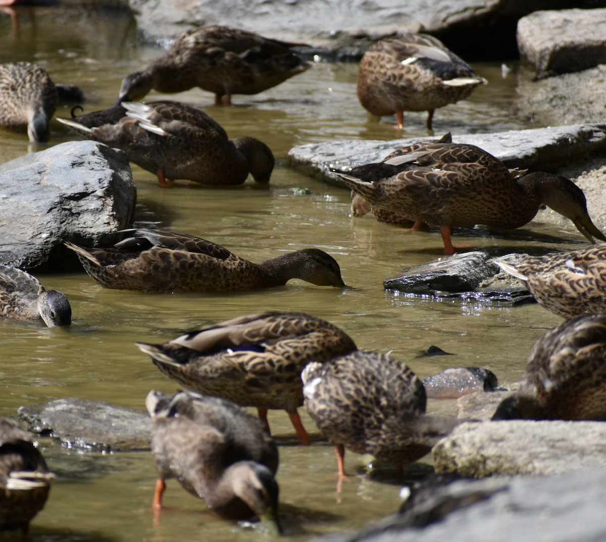 Mallard - ML470848081