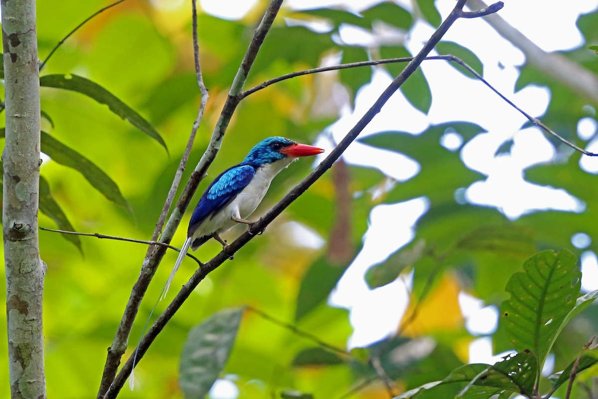 Biak Paradise-Kingfisher - Nigel Voaden