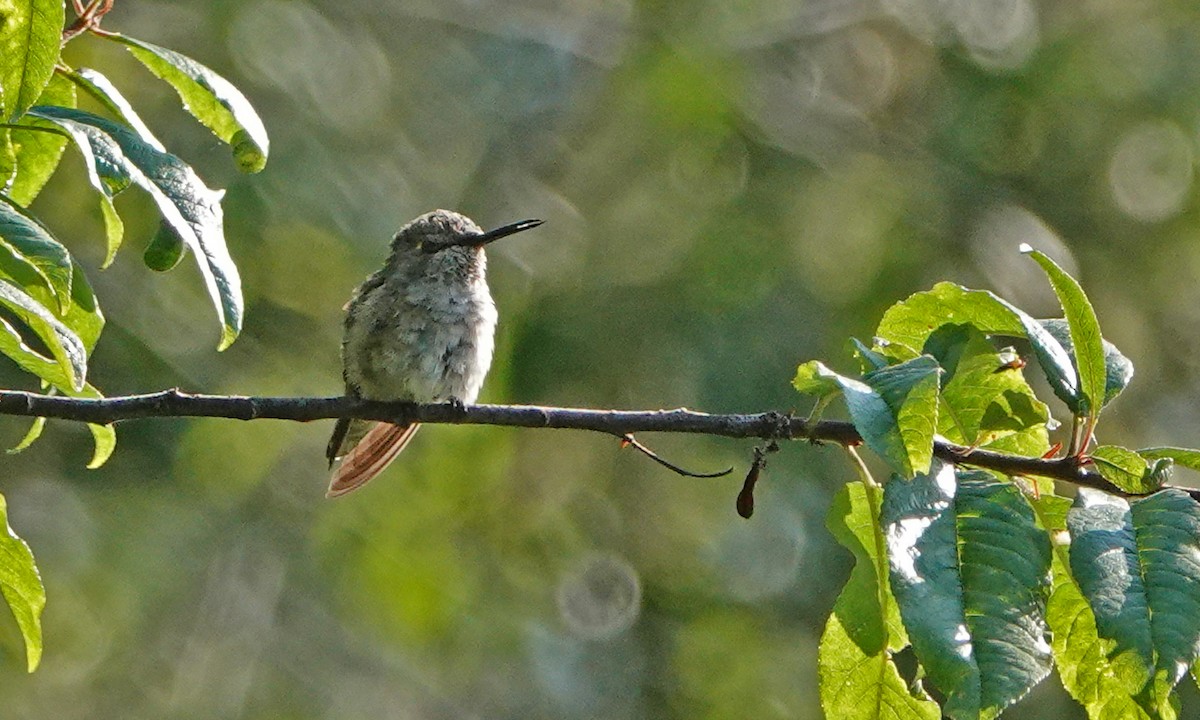 Rufous Hummingbird - ML470850411