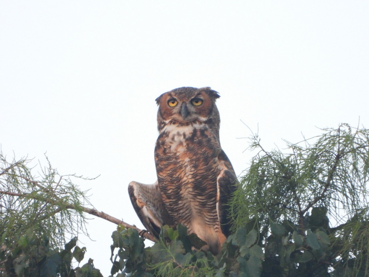 Great Horned Owl - Yujie Wang