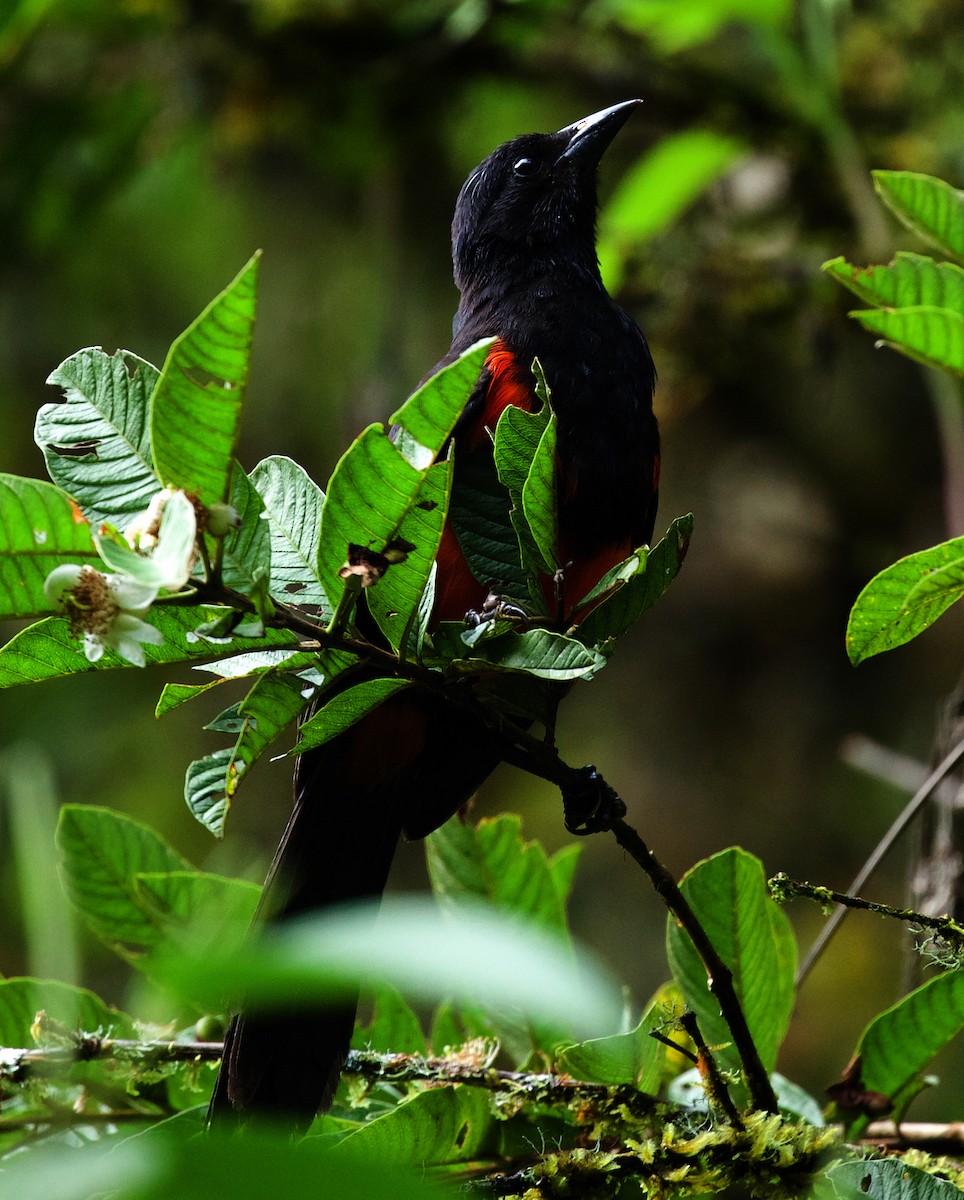 Red-bellied Grackle - ML470851201