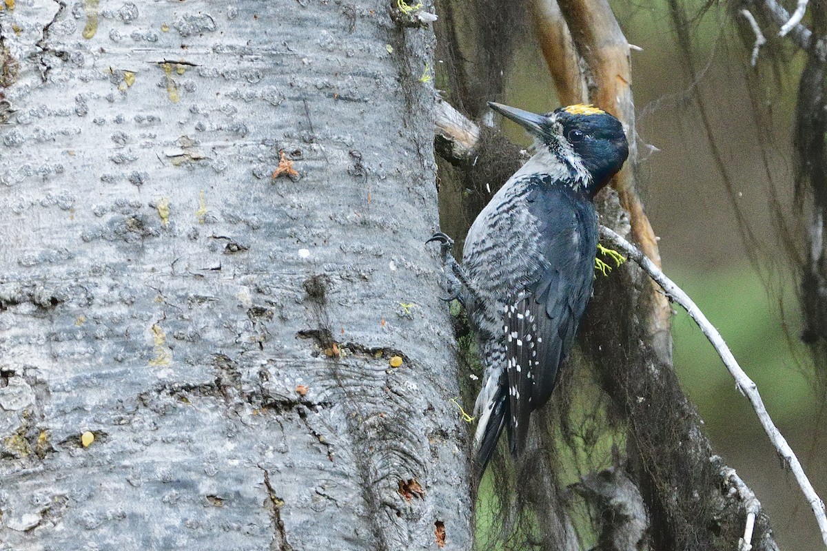 Black-backed Woodpecker - ML470853881