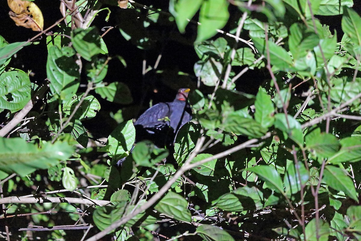 Biak Megapode - ML47085531