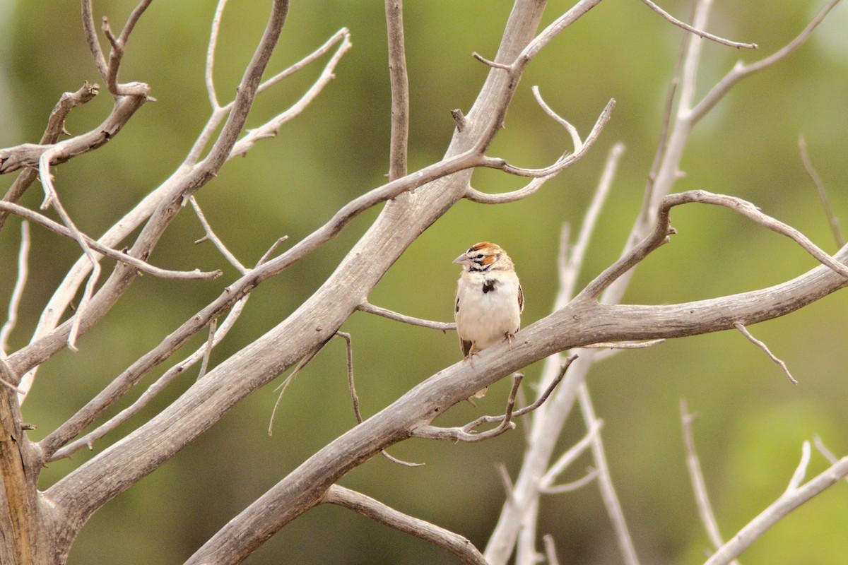 Lark Sparrow - David Guertin