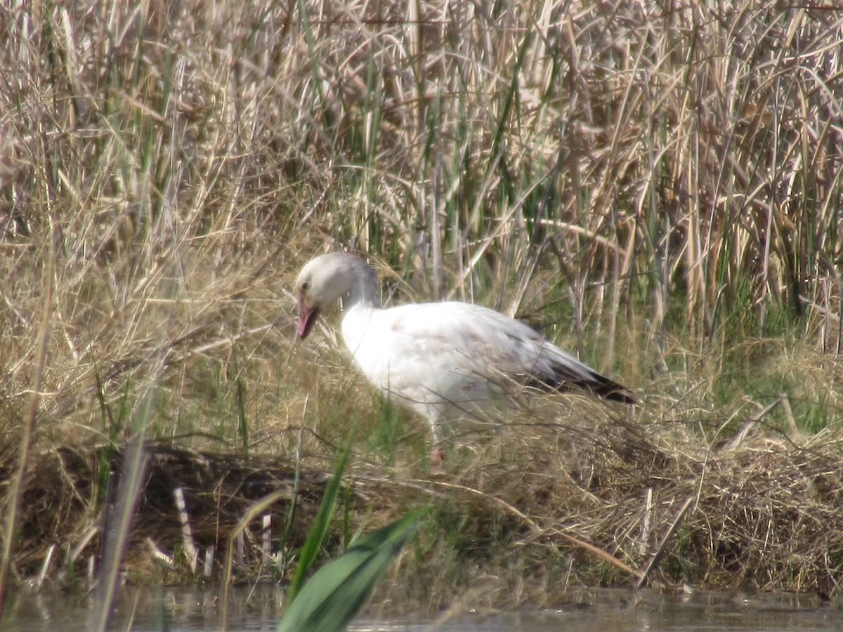 Snow Goose - ML470855691