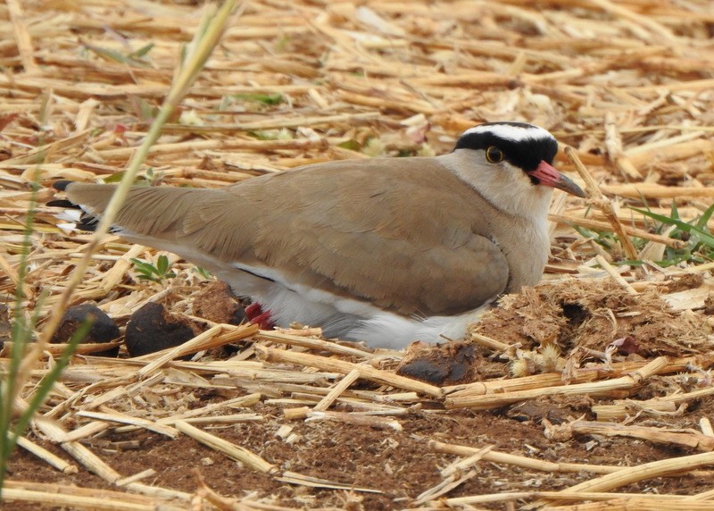 Vanneau couronné - ML470858331