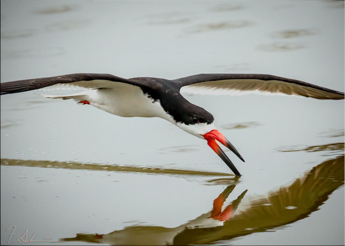 Black Skimmer - ML470858391