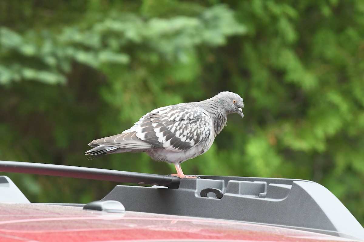 Rock Pigeon (Feral Pigeon) - ML470859681