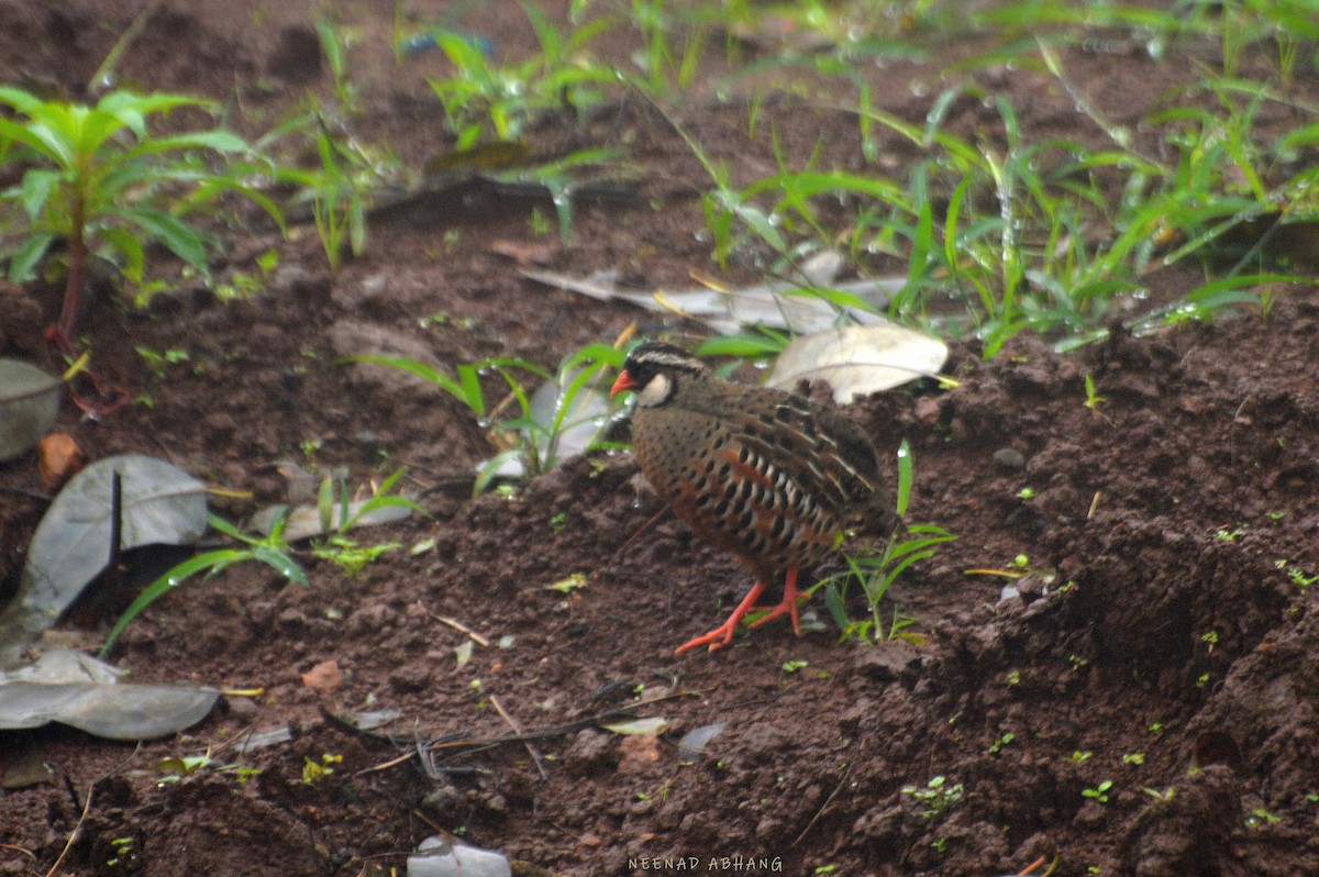 Painted Bush-Quail - Neenad Abhang