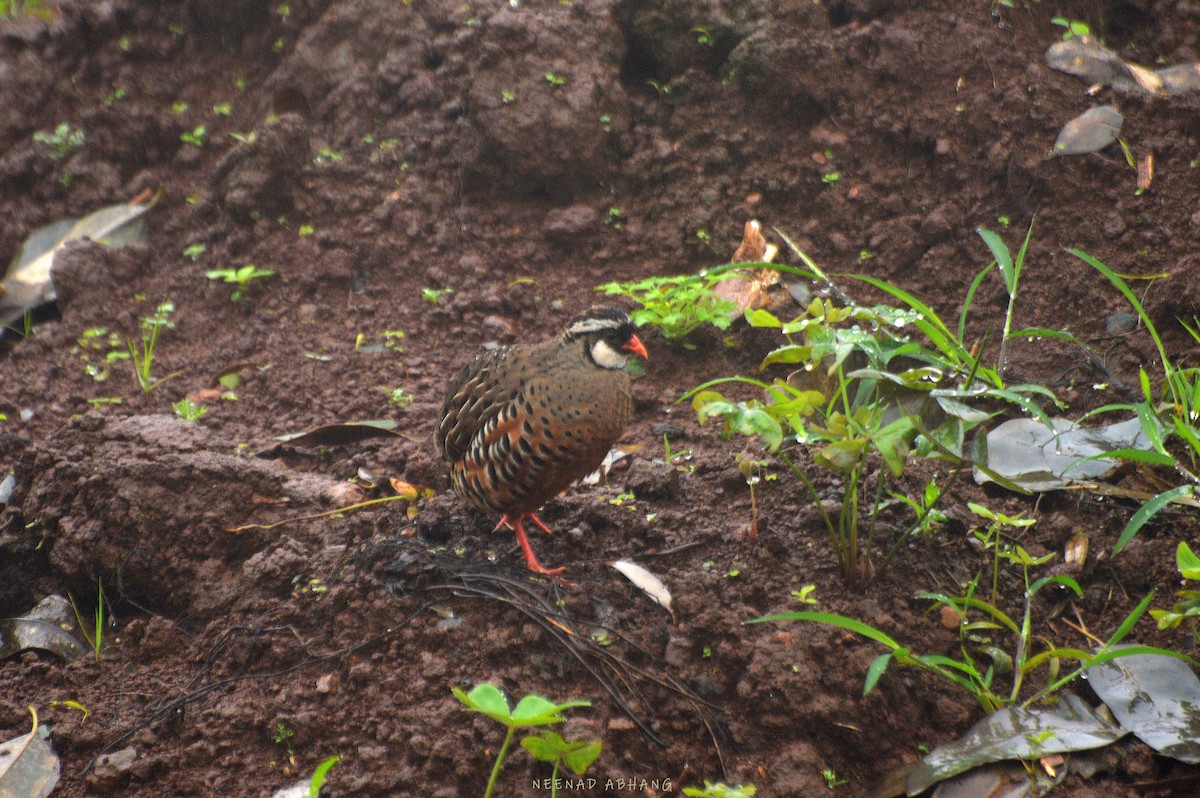 Painted Bush-Quail - Neenad Abhang