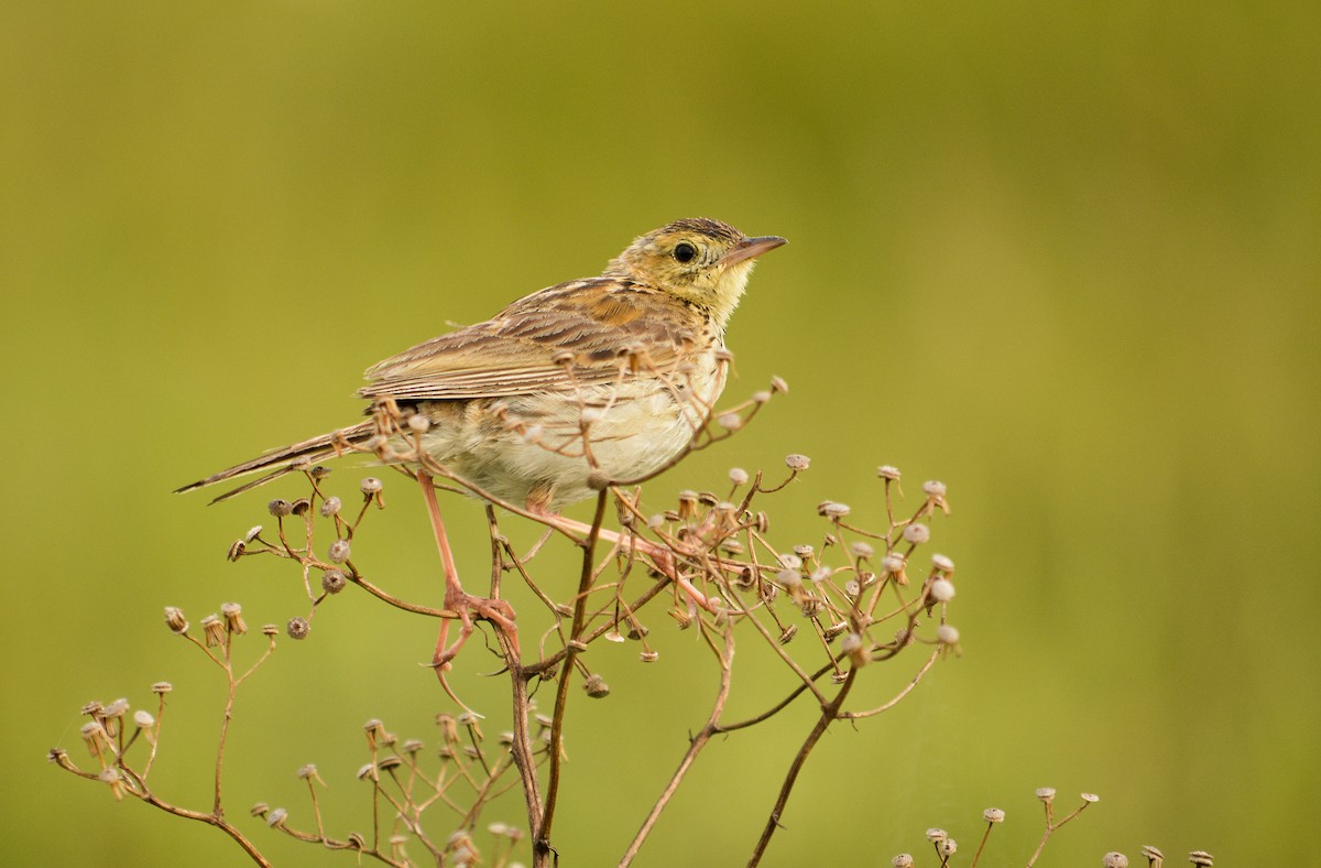 Ochre-breasted Pipit - ML47086131