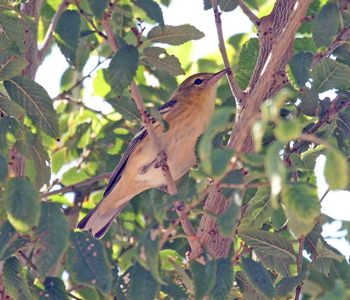 Bay-breasted Warbler - ML470861351