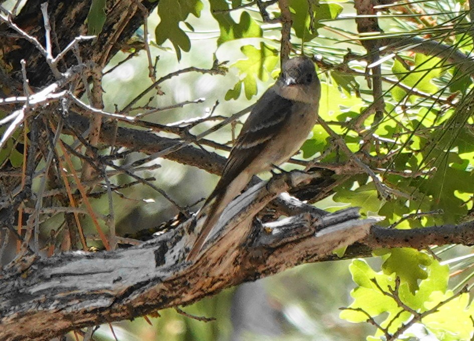Western Wood-Pewee - ML470861491