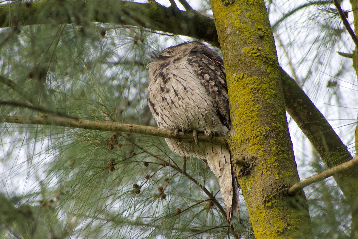 Tawny Frogmouth - ML470863741