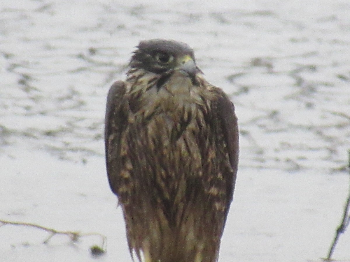 Peregrine Falcon - ML470863841