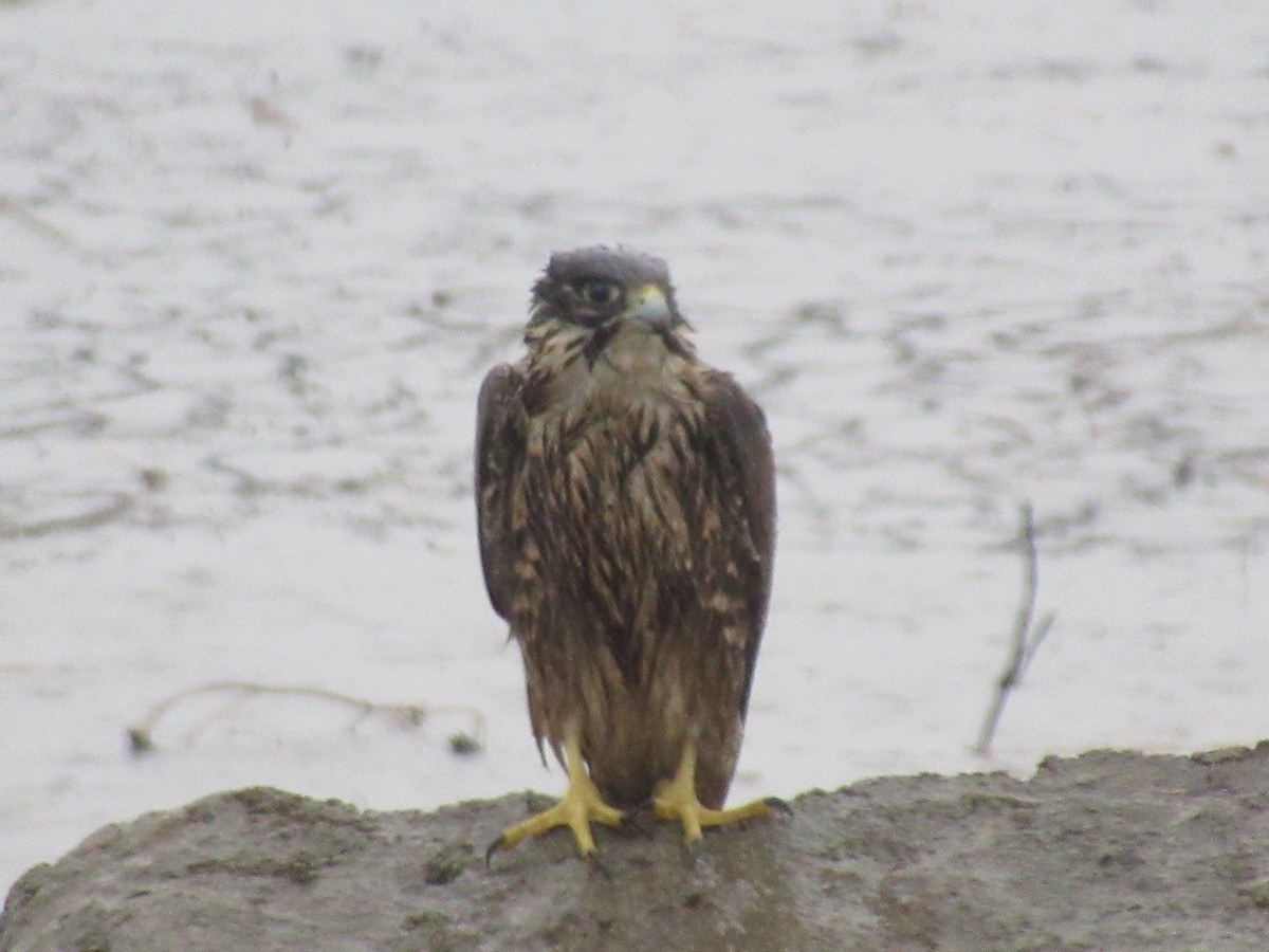 Peregrine Falcon - ML470863871