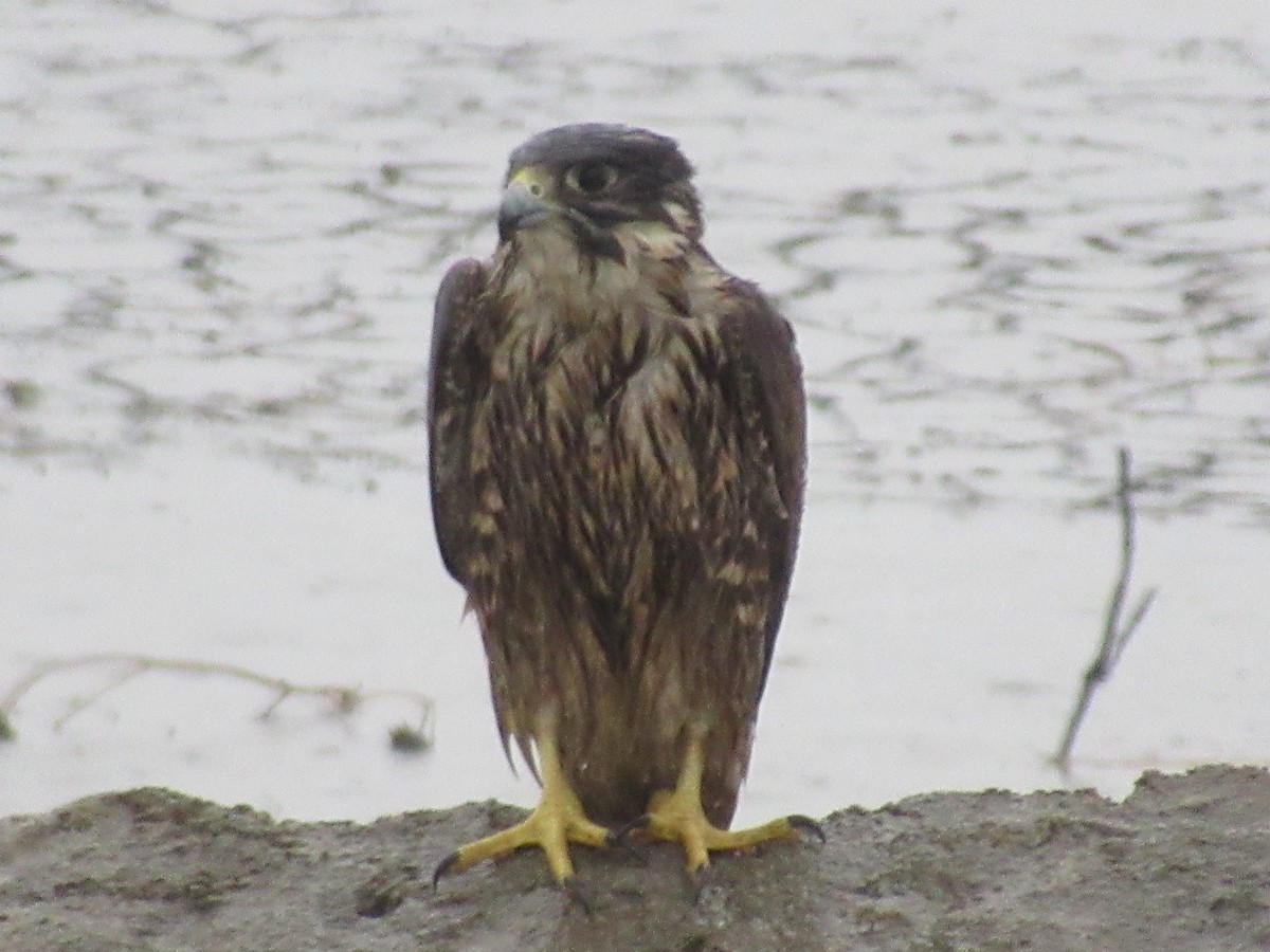 Peregrine Falcon - ML470863881