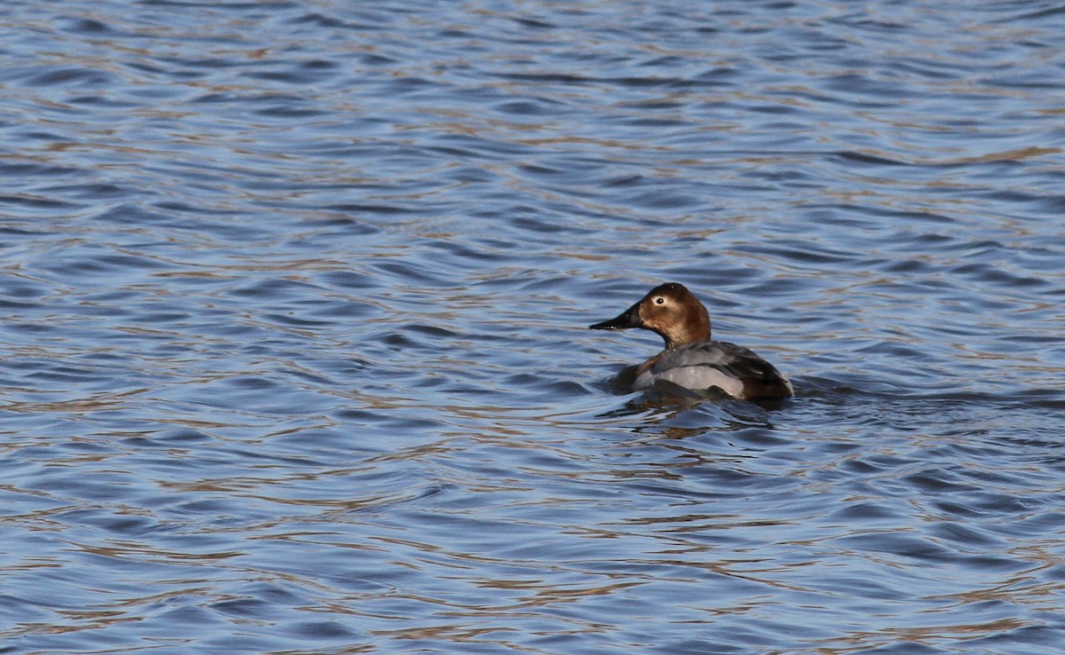 Canvasback - Bill Lupardus