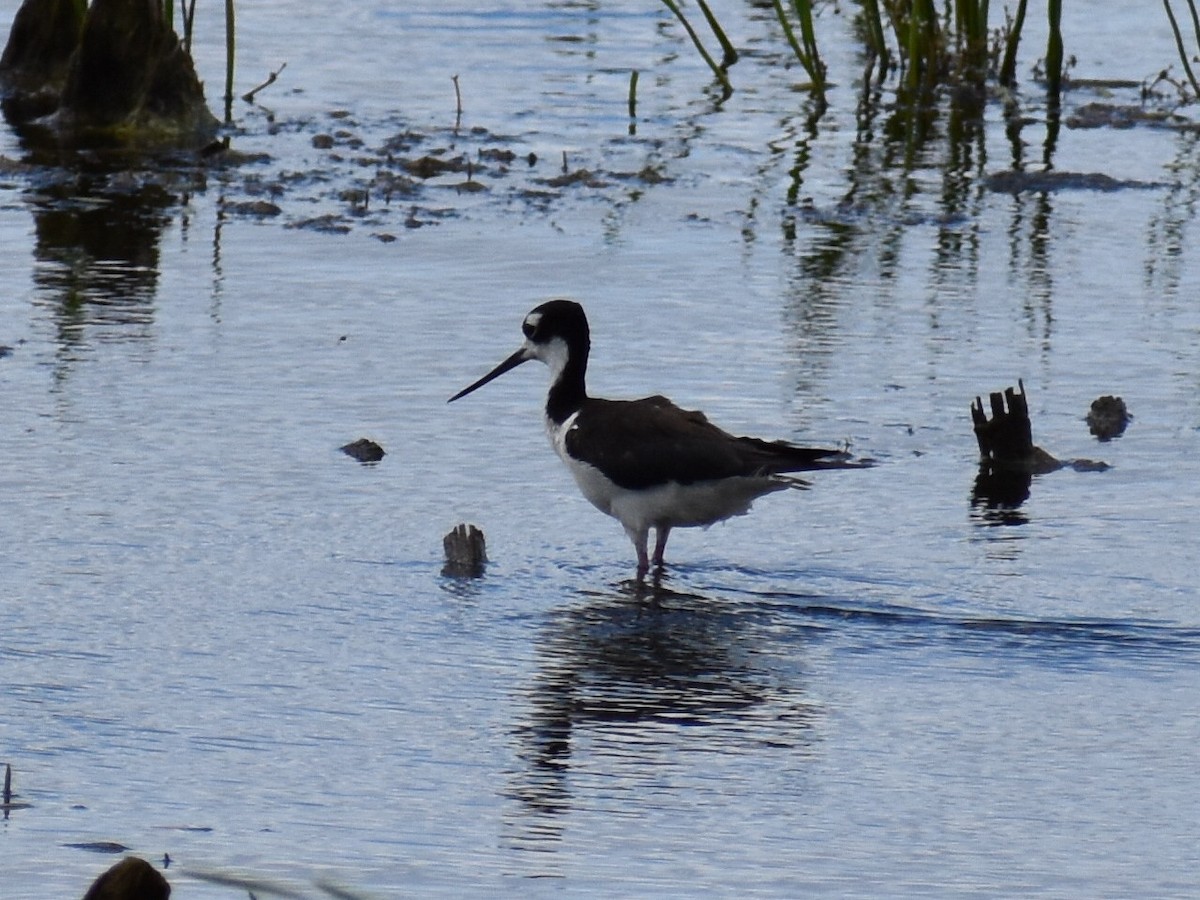 Black-necked Stilt - ML470864661