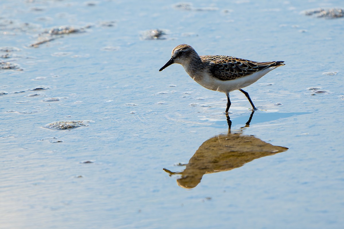 Semipalmated Sandpiper - William Hemstrom