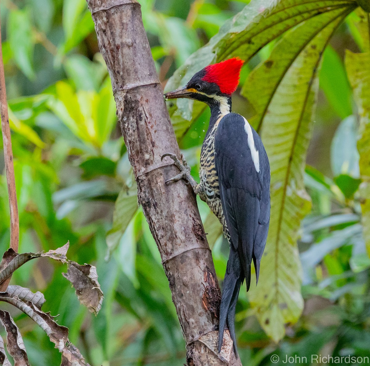 Lineated Woodpecker - ML470866601