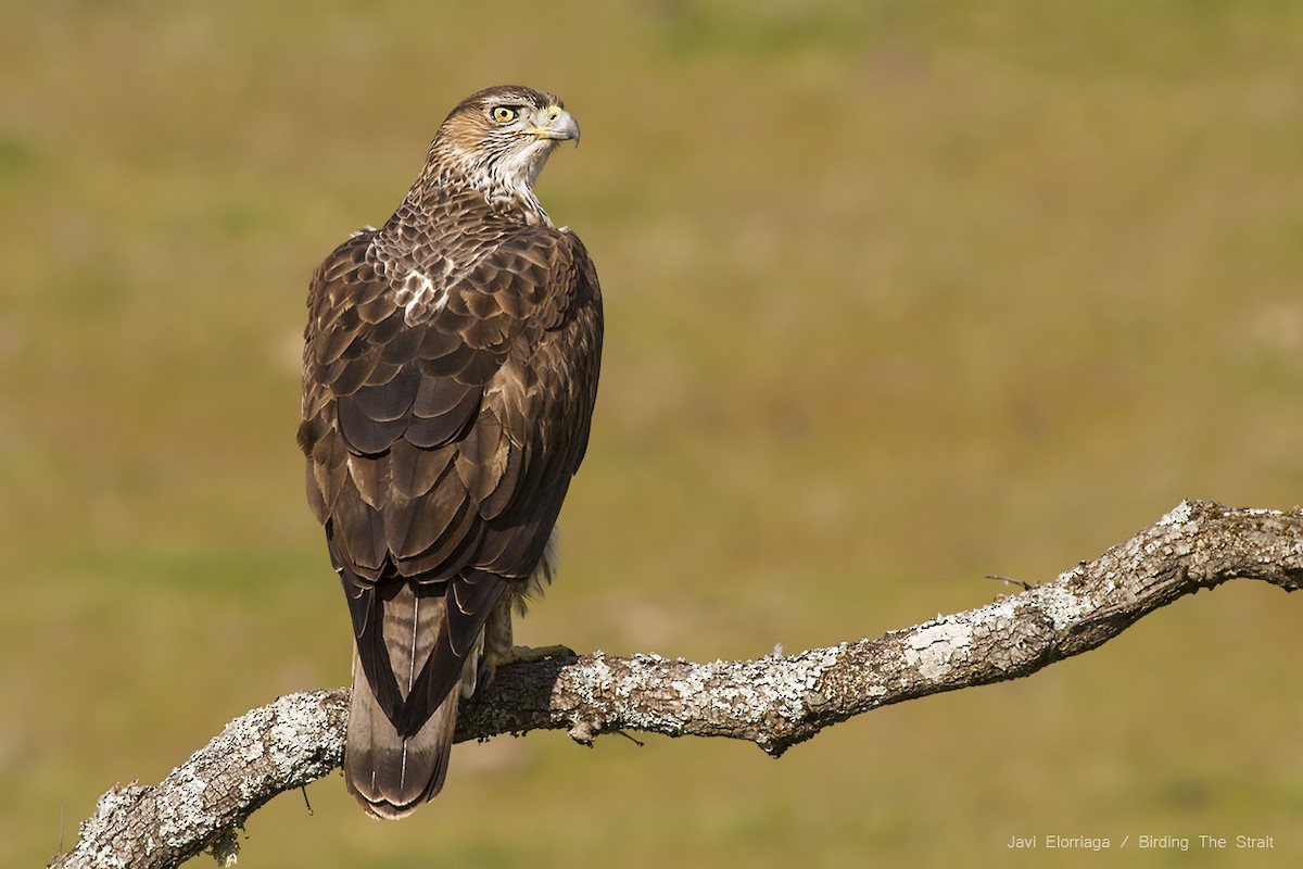 Bonelli arranoa - ML47086791