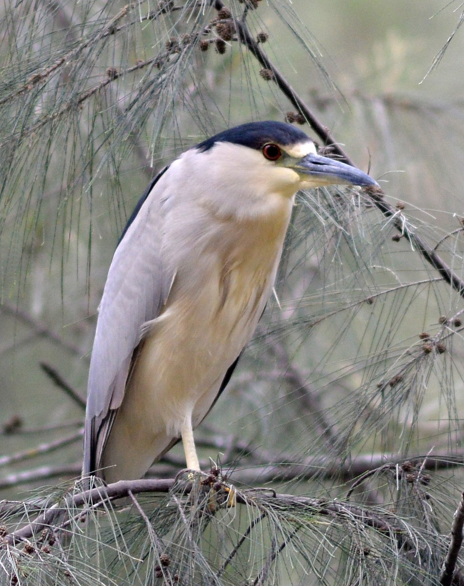 Black-crowned Night Heron - ML47086811