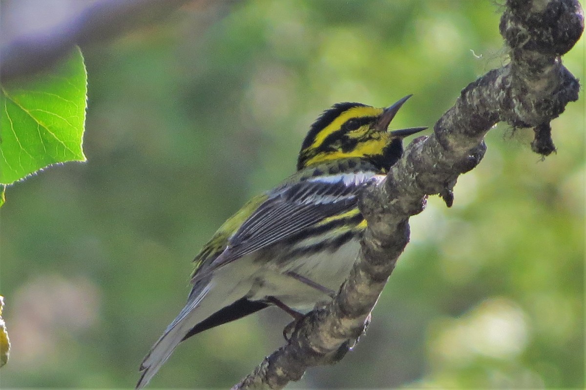 Townsend's Warbler - ML470868941