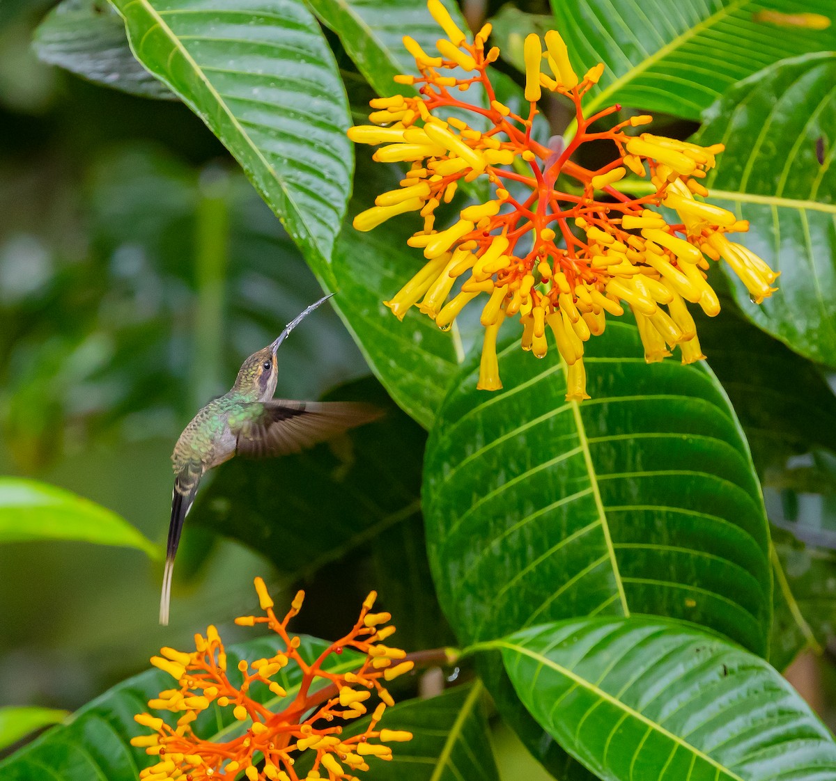 Grünschattenkolibri - ML470870341