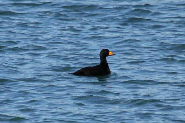 Negrón Americano - ML47087141