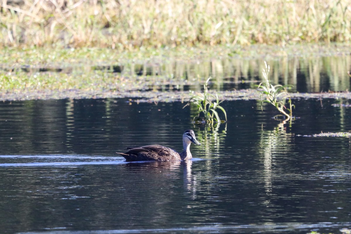 Pacific Black Duck - ML470871621