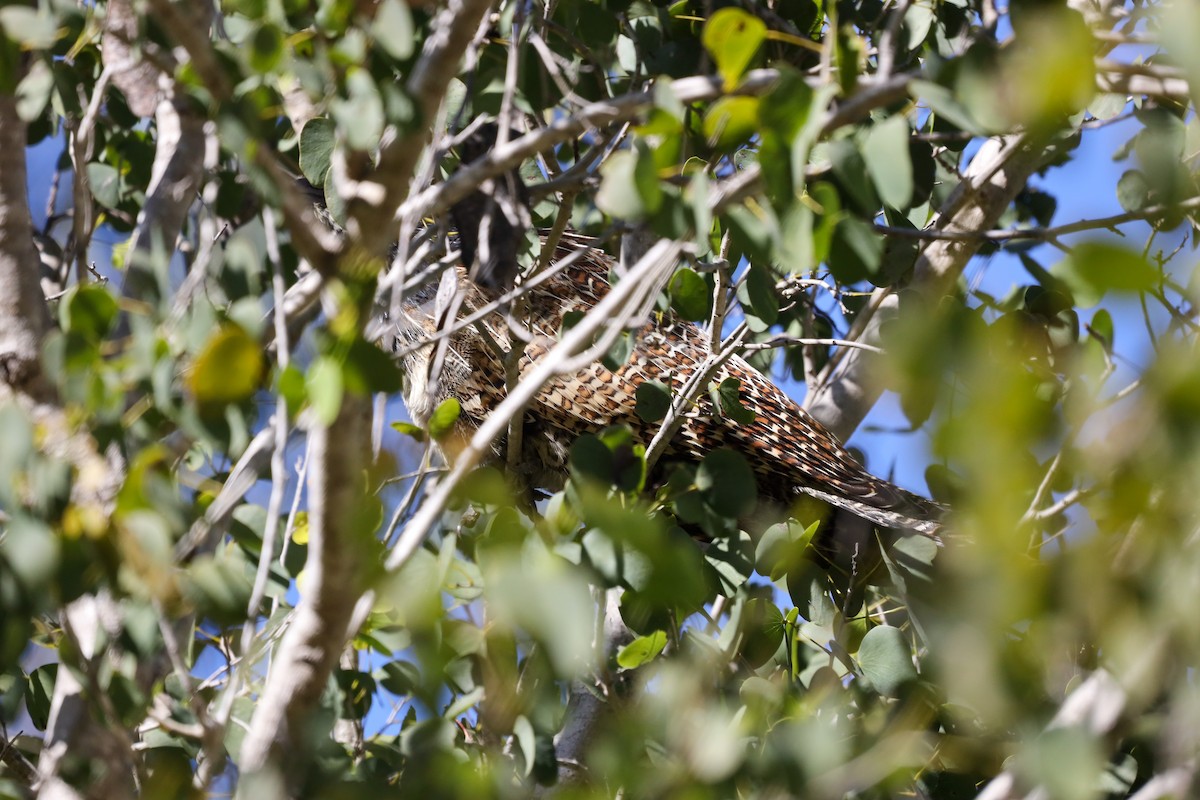 Pheasant Coucal - ML470871841