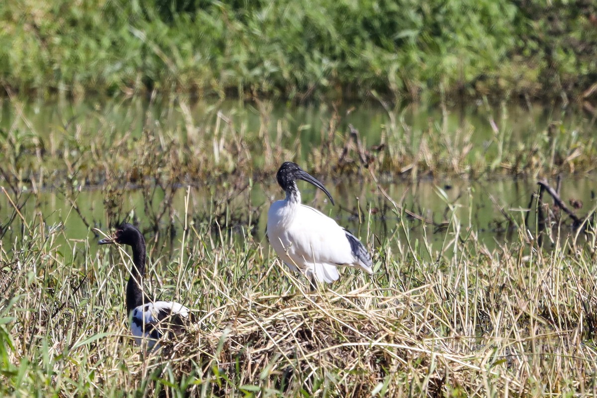 Ibis à cou noir - ML470872091