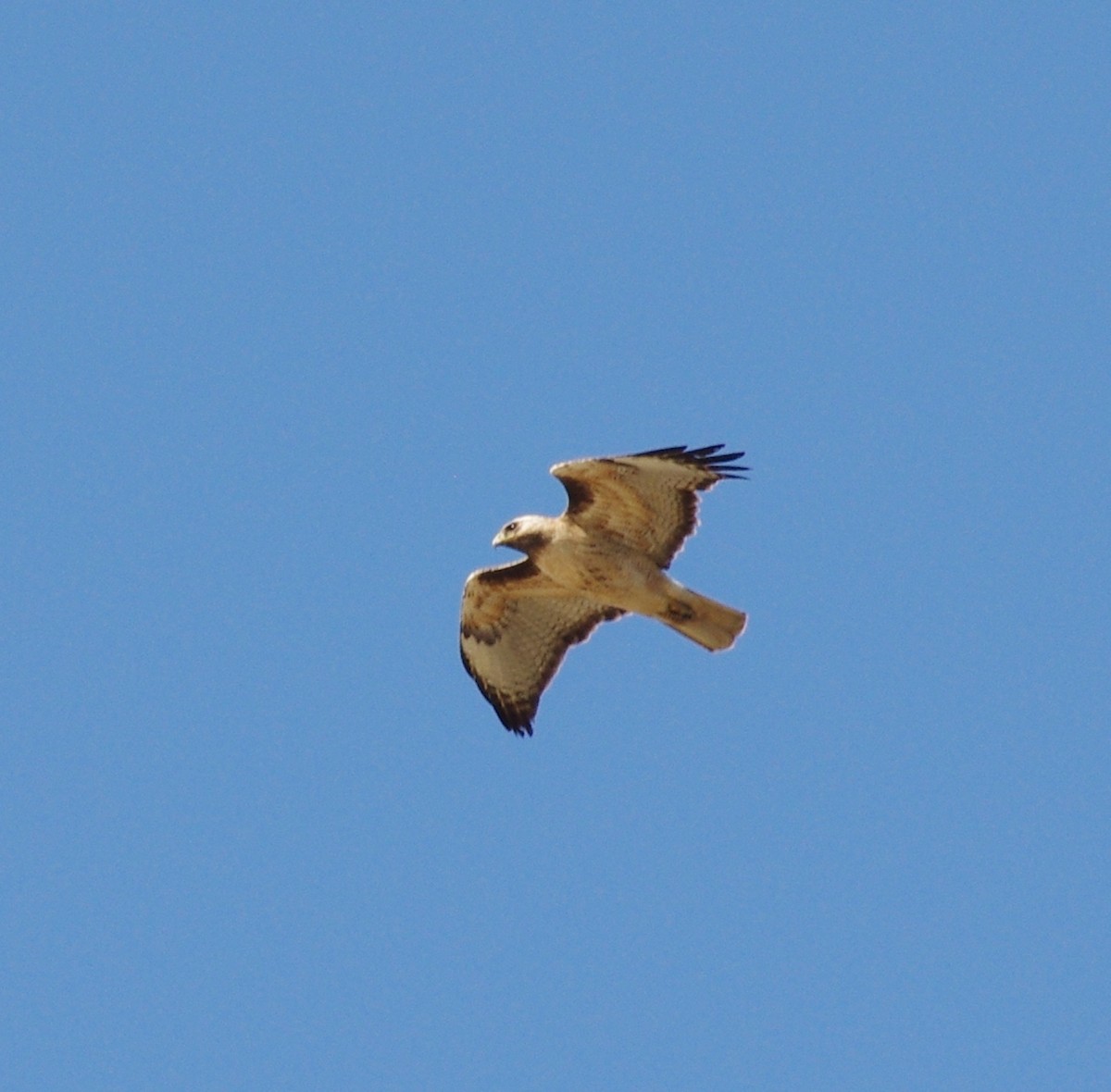 Red-tailed Hawk (calurus/alascensis) - ML470872181